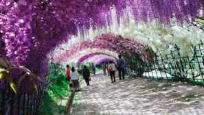 Glicinia resentmenty